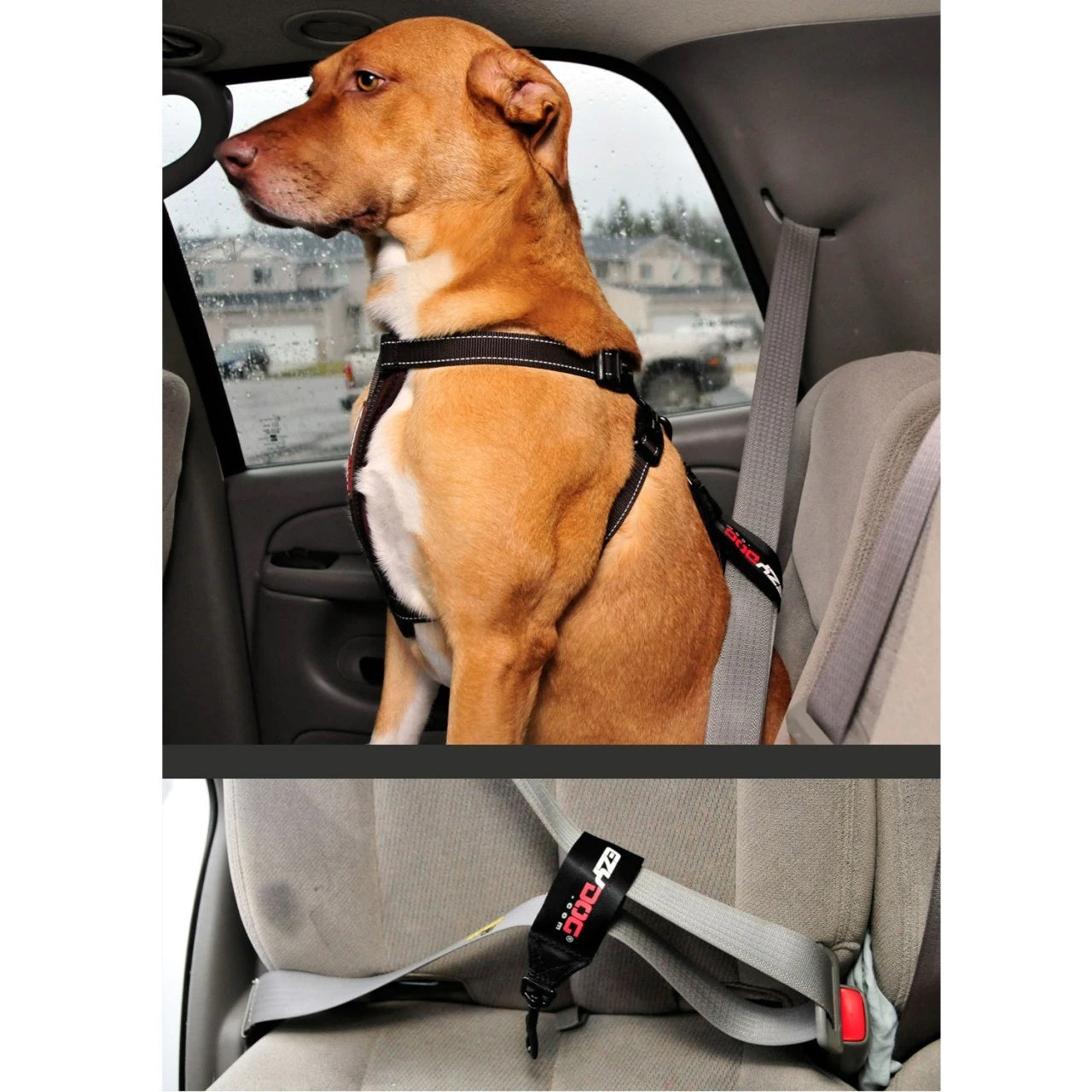 Ceinture de sécurité pour chien voiture